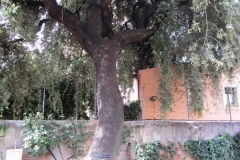 Sempre havíem vist l’alzina des del carrer. Ara la veiem també des del jardí.