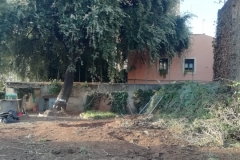 No, no ha passat el Ieti, per aquí. Només són unes cales de les arrels...
