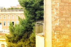 El pi, abans de la tala.